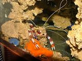 Coral Banded